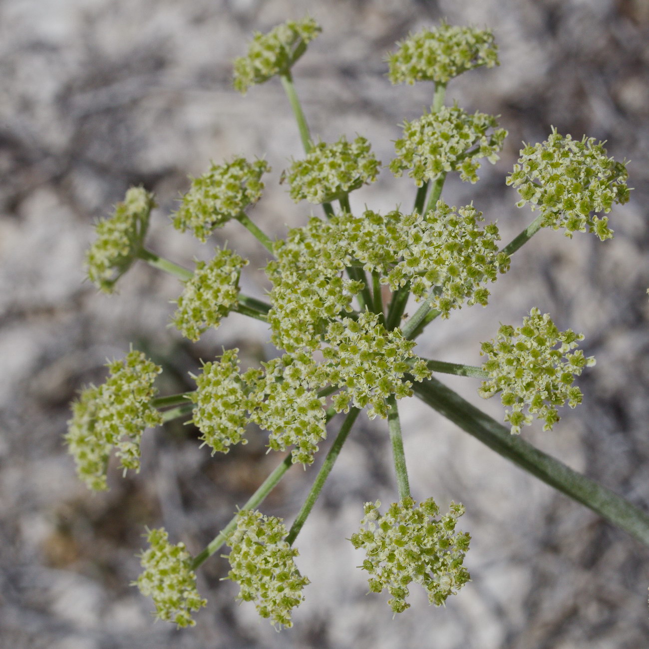 Image of Zosima absinthifolia specimen.