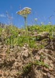 Carum caucasicum