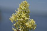 Galium verum subspecies asiaticum. Соцветие. Приморский край, Владивостокский ГО, о. Клыкова, луговой склон сопки. 07.07.2025.
