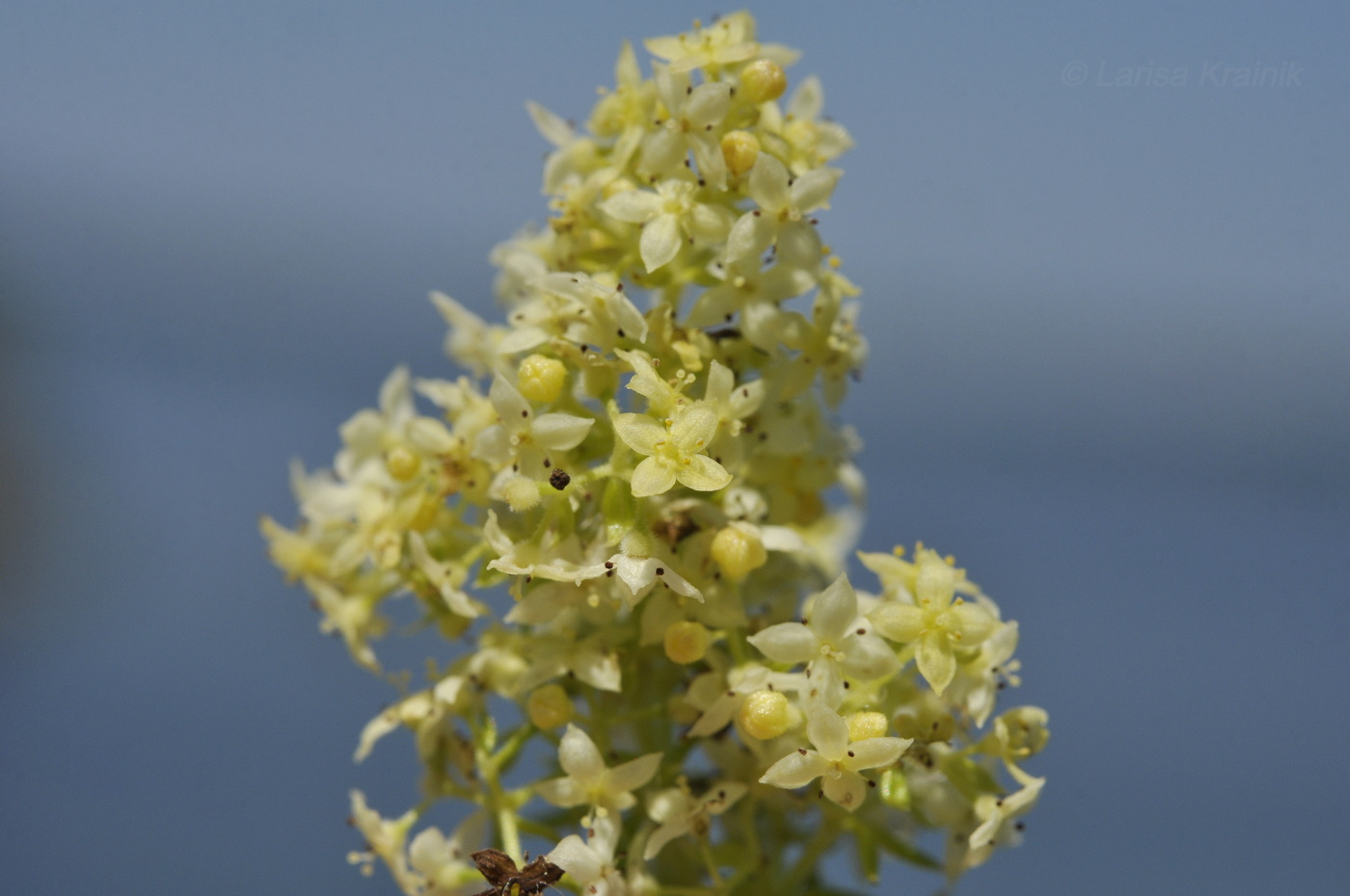 Изображение особи Galium verum ssp. asiaticum.