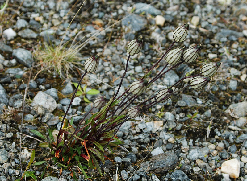 Image of Gastrolychnis uralensis specimen.