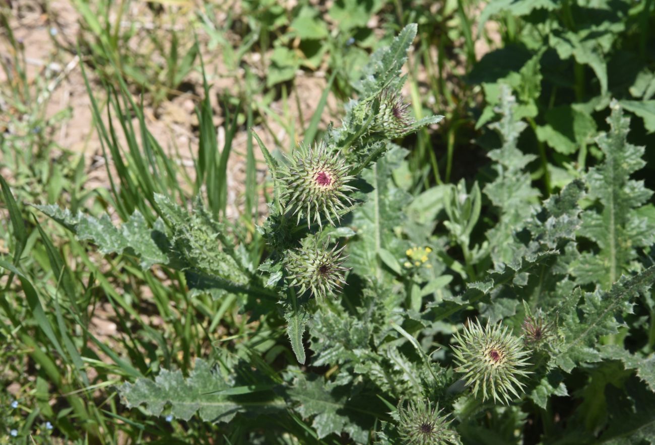 Изображение особи Carduus acanthoides.