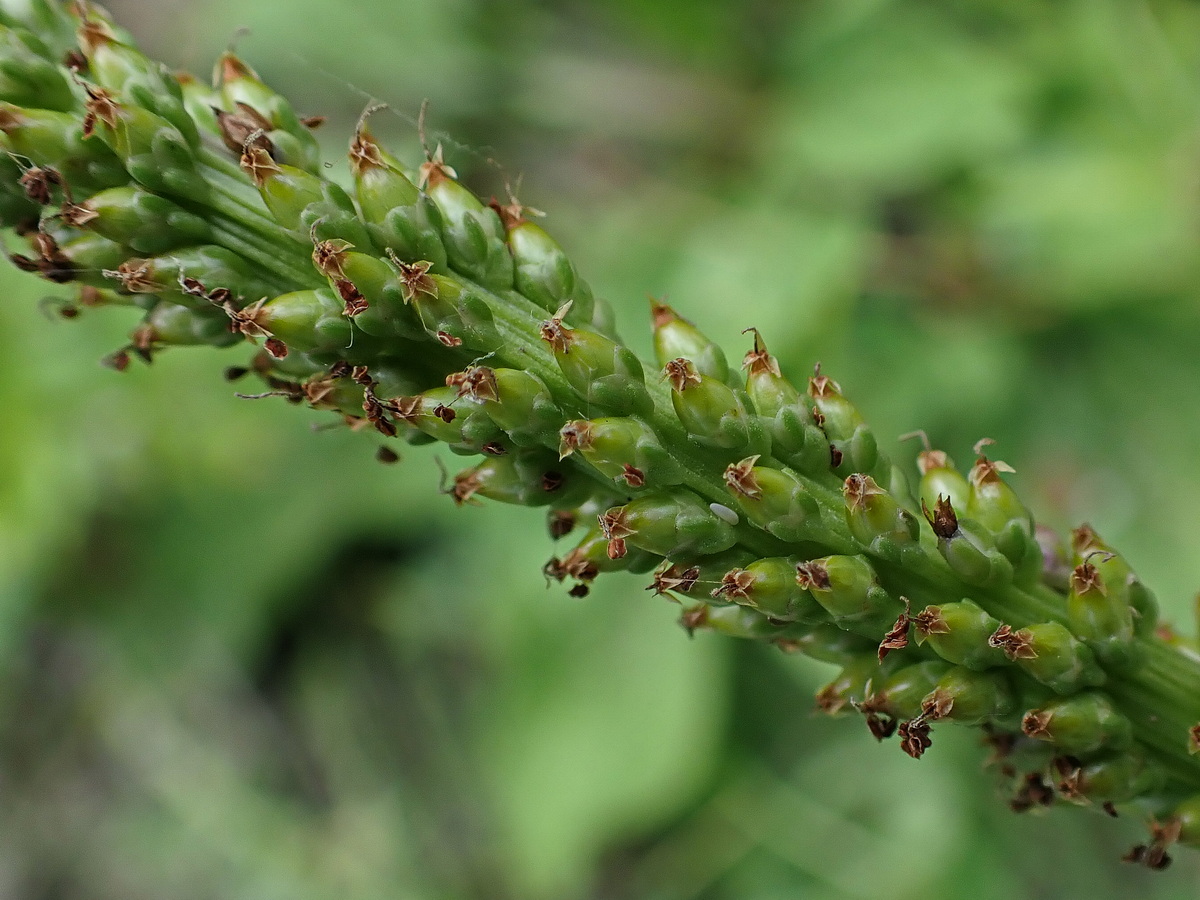 Изображение особи Plantago asiatica.