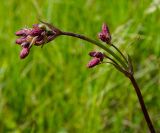Viscaria vulgaris. Верхушка побега с развивающимся соцветием. Башкортостан, Кугарчинский р-н, окр. дер. Мурадымово, природный парк \"Мурадымовское ущелье\", опушка берёзового леса, разнотравный луг. 30 мая 2024 г.