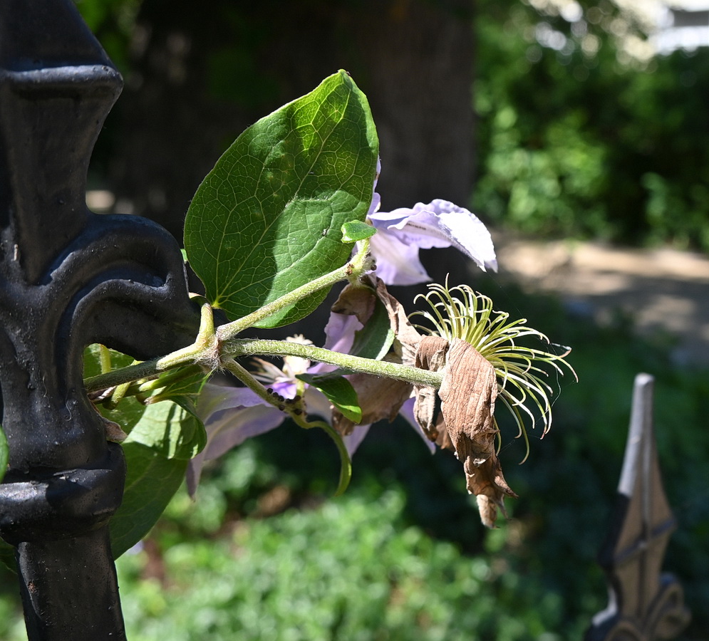 Image of Clematis viticella specimen.