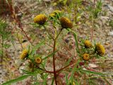 Bidens maximowicziana