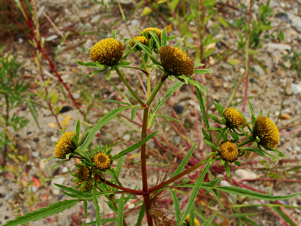 Image of Bidens maximowicziana specimen.