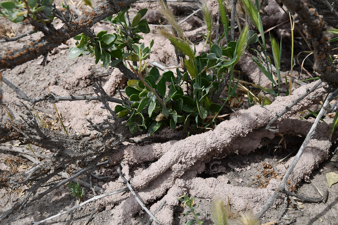 Изображение особи Zygophyllum gontscharovii.