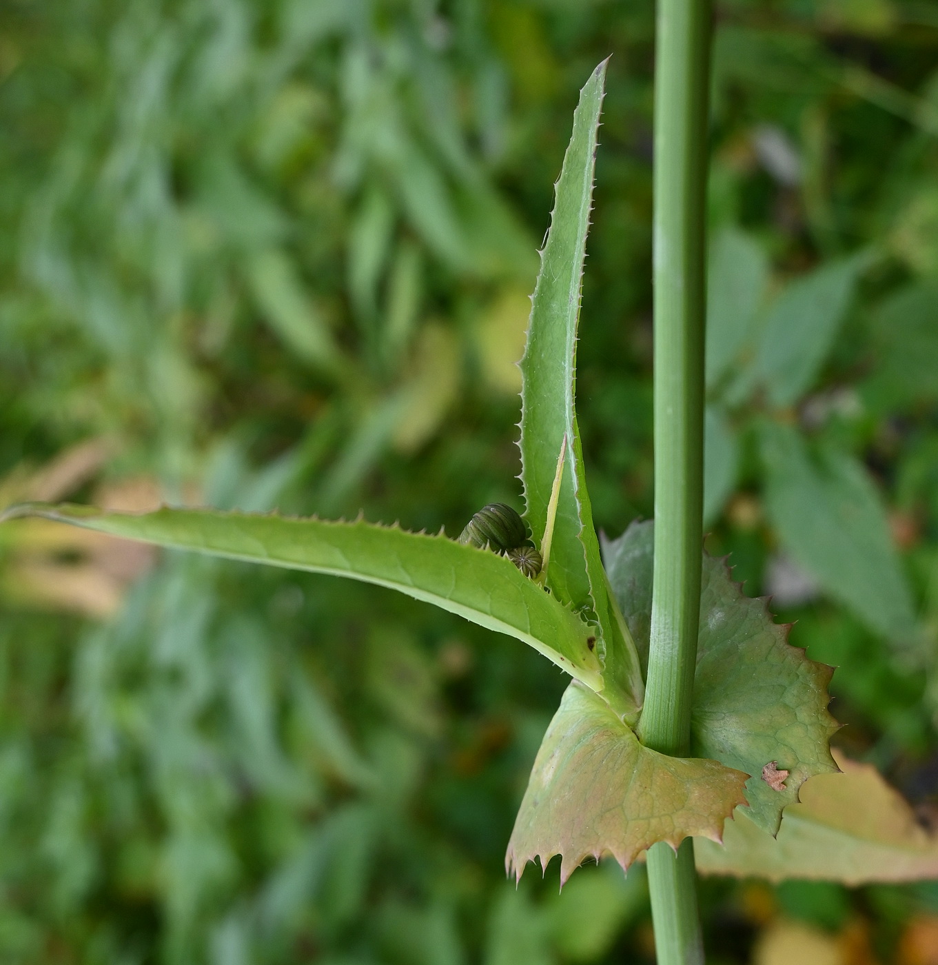 Изображение особи Sonchus arvensis ssp. uliginosus.