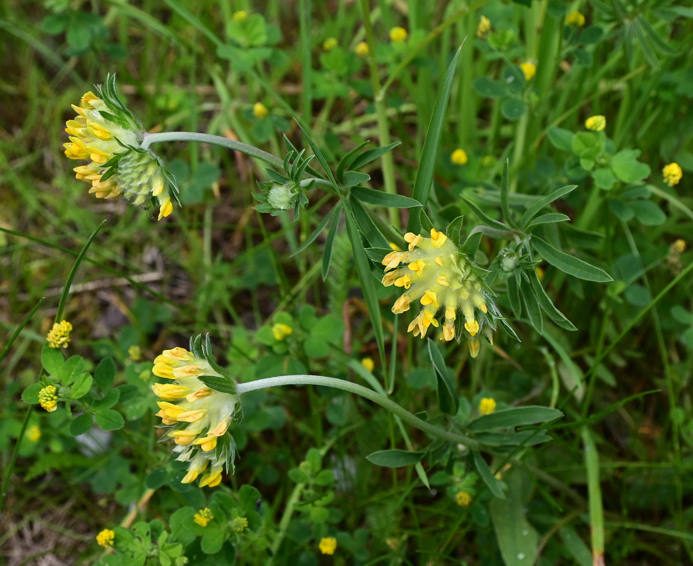 Изображение особи Anthyllis vulneraria.