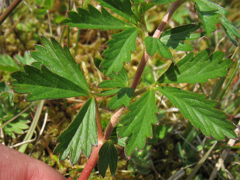 Изображение особи Potentilla anglica.