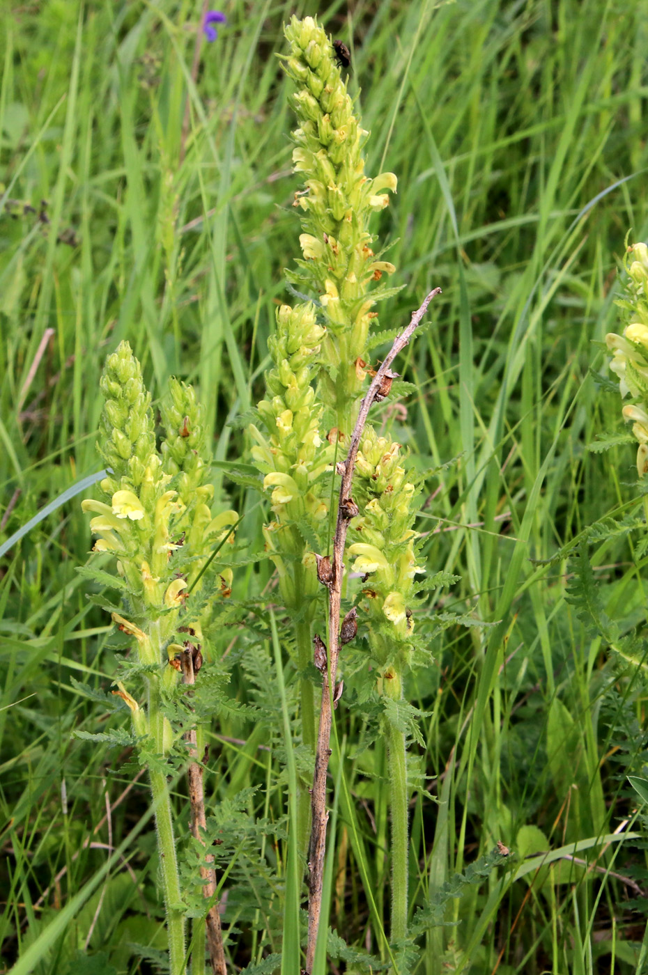 Image of Pedicularis kaufmannii specimen.