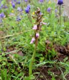 Anacamptis collina subspecies fedtschenkoi. Соцветие. Туркменистан, ЮЗ Копетдаг, хр. Сюнт-Хасардаг, пер. Батын-Гядык (locus classicus), выс. 1400 м н.у.м., южный склон, разнотравье. Март 2014 г.