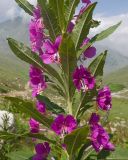 Chamaenerion angustifolium. Часть соцветия. Кабардино-Балкария, Черекский р-н, дол. р. Чайнашки, ≈ 2000 м н.у.м. приречный луг, моренные отложения. 29.07.2025.