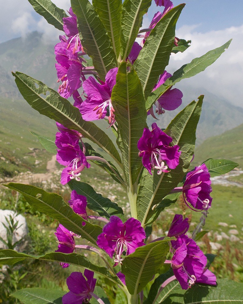 Изображение особи Chamaenerion angustifolium.