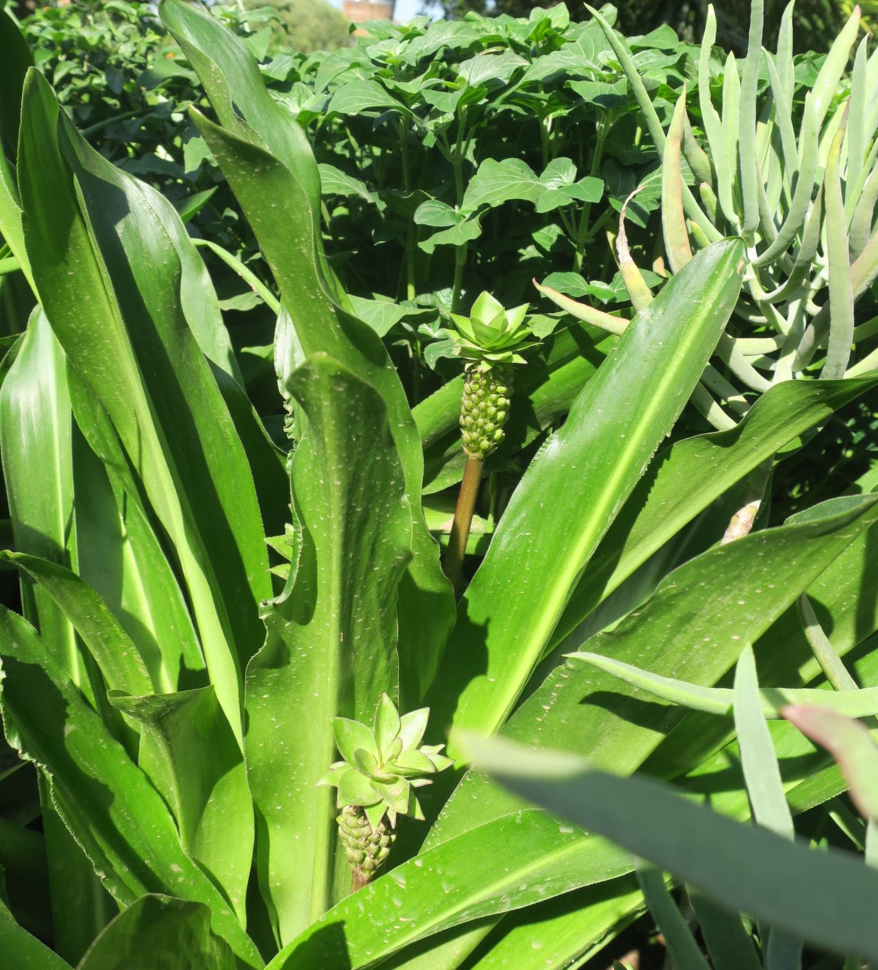 Изображение особи Ananas comosus.