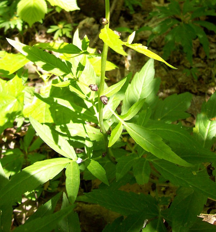 Image of Cardamine bulbifera specimen.