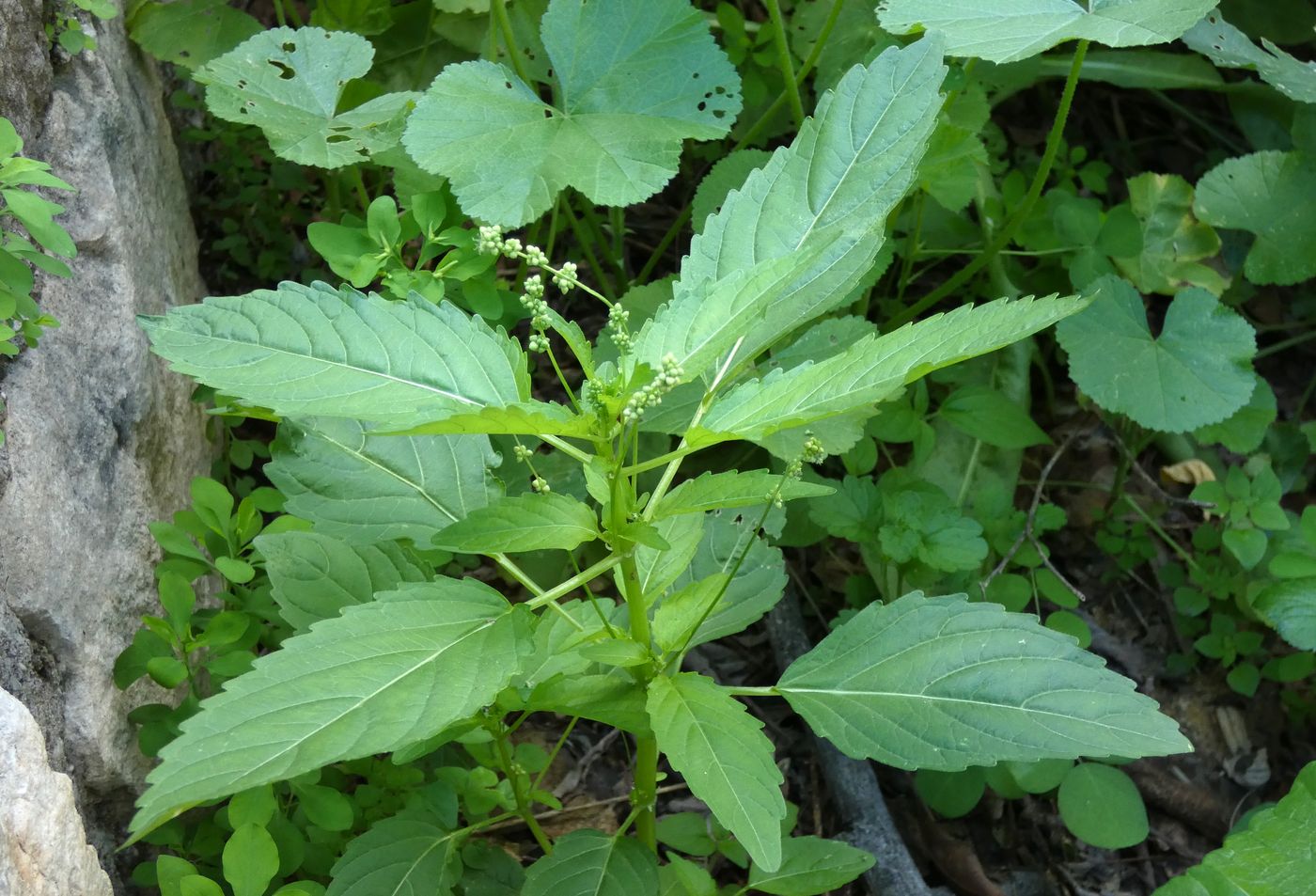 Изображение особи Mercurialis annua.