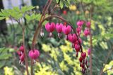 Dicentra spectabilis. Соцветие. Белгородская обл., пос. Ракитное, ул. Сосновая, 2, в культуре. 28 апреля 2022 г.