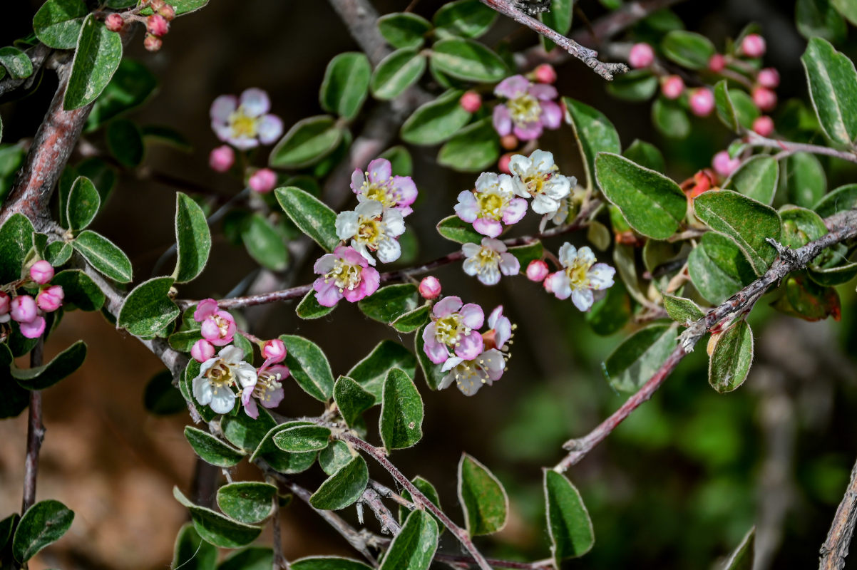 Изображение особи род Cotoneaster.