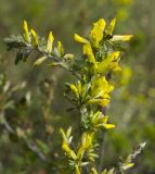 Chamaecytisus ruthenicus. Верхушка цветущей веточки. Башкортостан, Хайбуллинский р-н, Акъюловский сельсовет, окр. дер. Уразбаево, дол. р. Зилаир, закустаренный склон прибрежного скальника. 3 мая 2025 г.