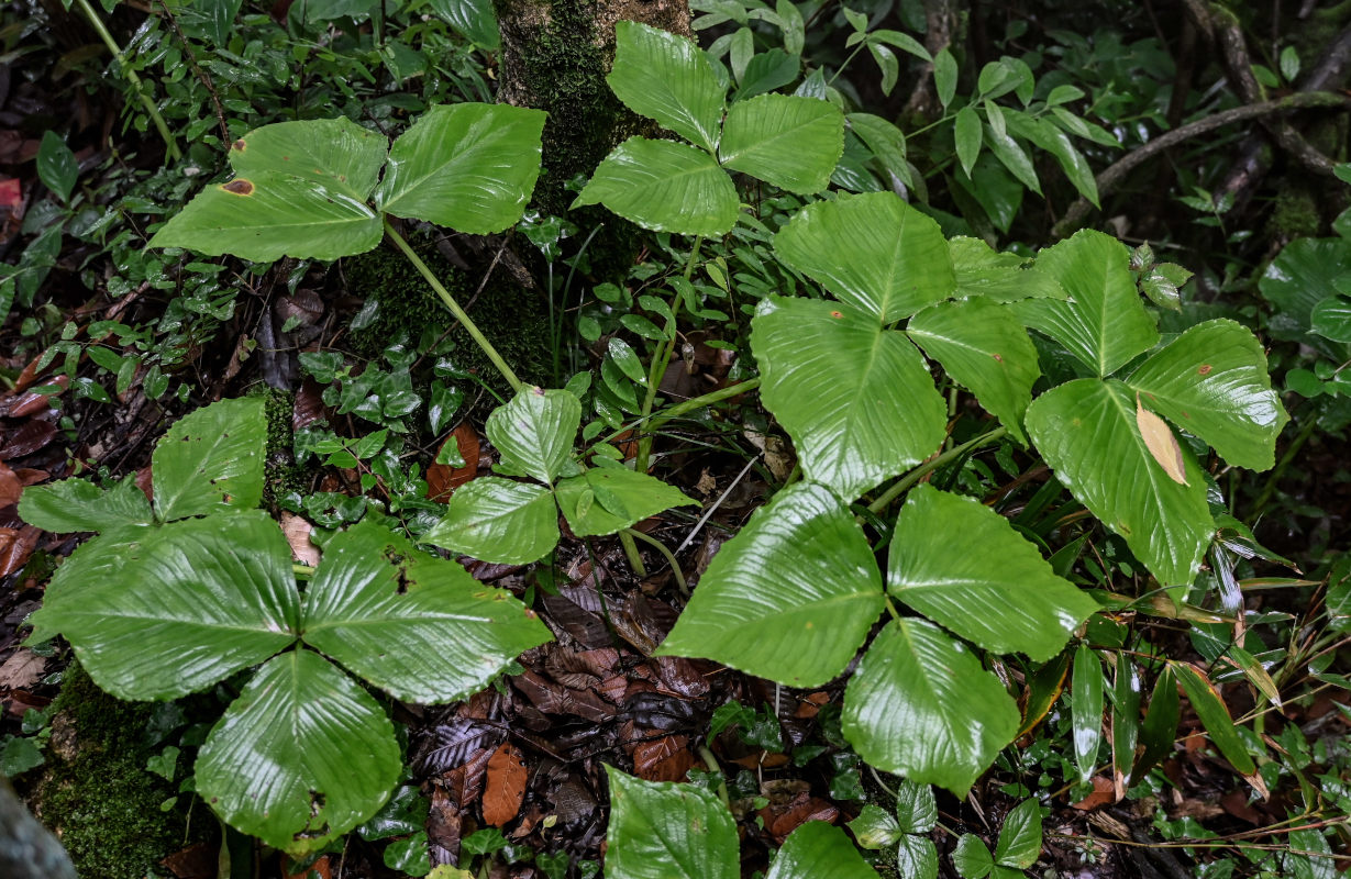 Изображение особи Arisaema ringens.