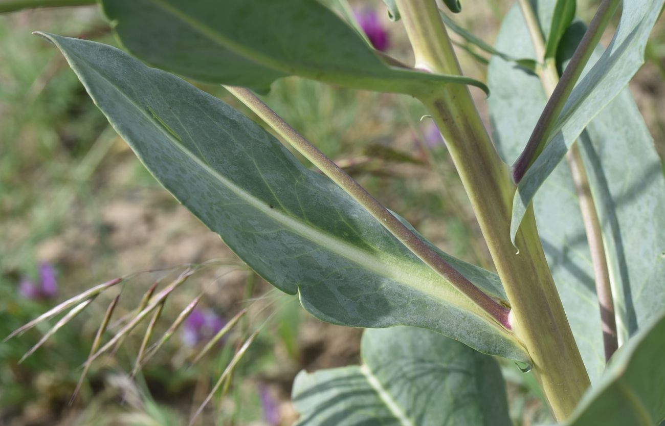 Image of Unknown species specimen.