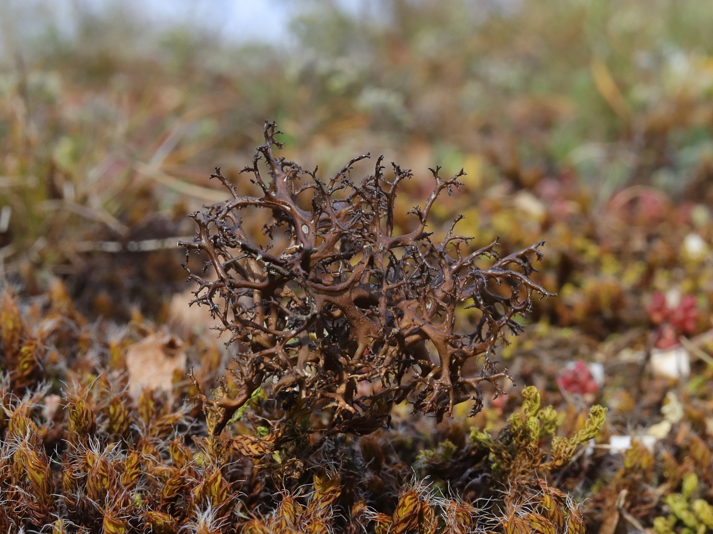 Image of Cetraria aculeata specimen.
