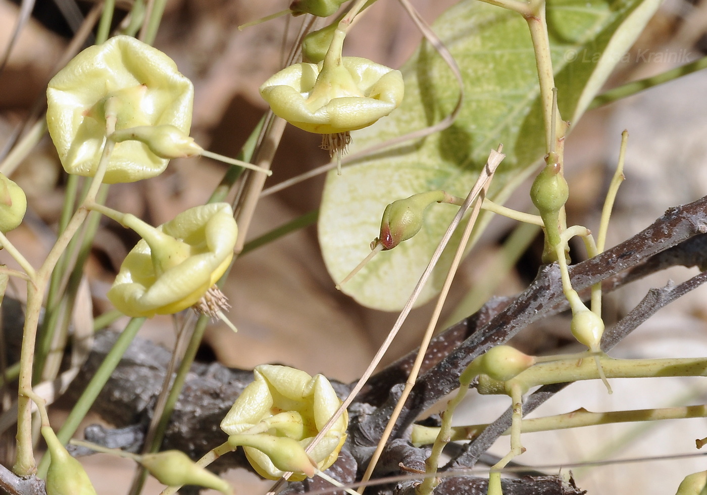 Image of Pentacme siamensis specimen.