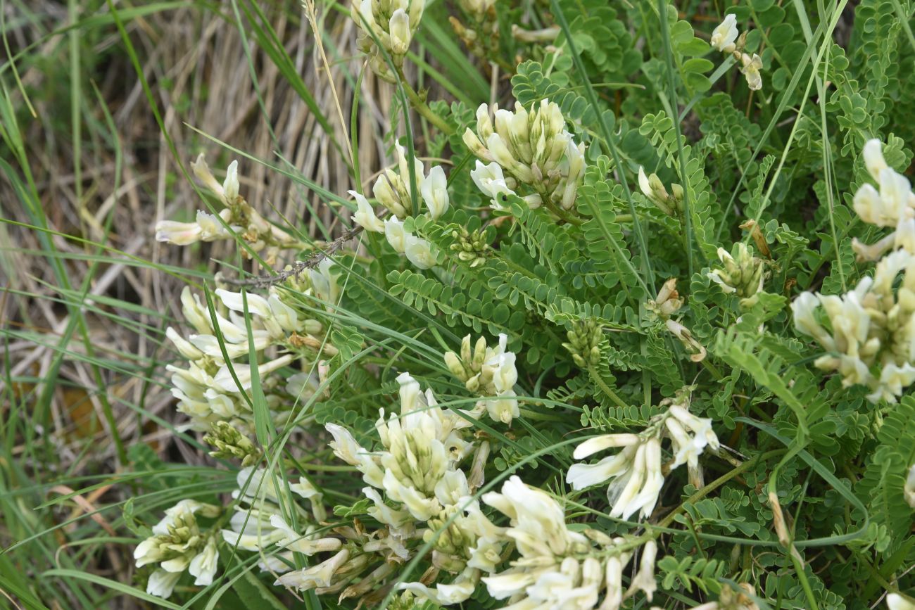 Изображение особи семейство Fabaceae.