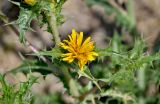 Scolymus hispanicus. Часть побега с соцветием. Португалия, г. Лиссабон, пустырь. 08.08.2025.