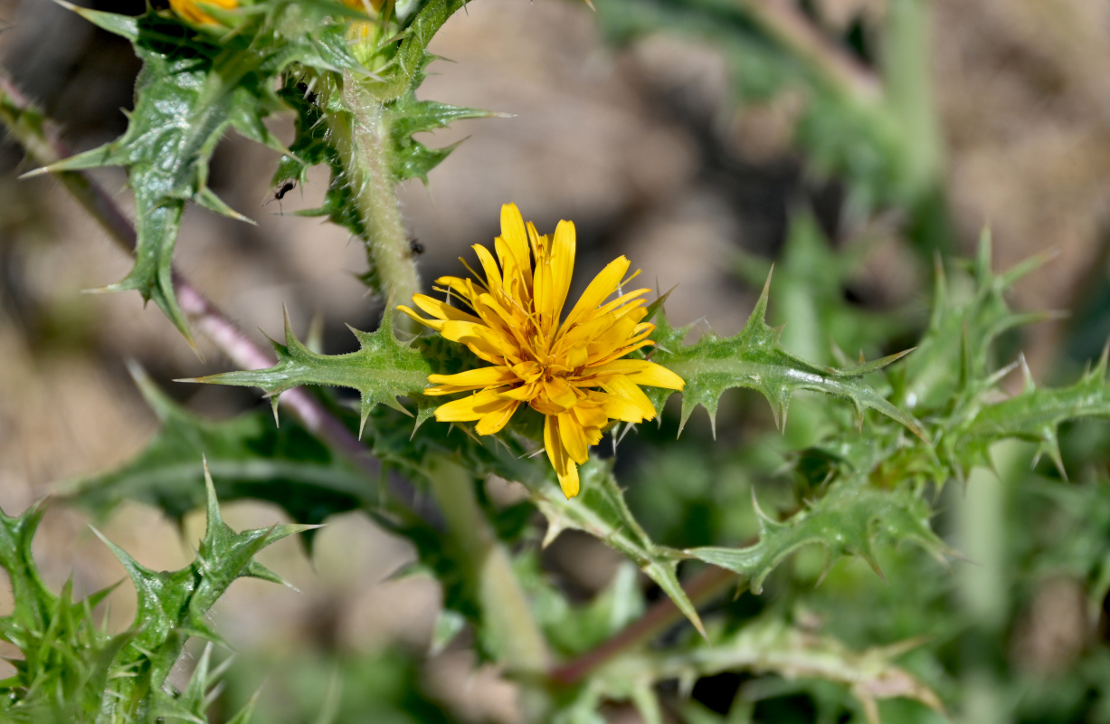 Изображение особи Scolymus hispanicus.