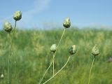 Rhaponticoides ruthenica