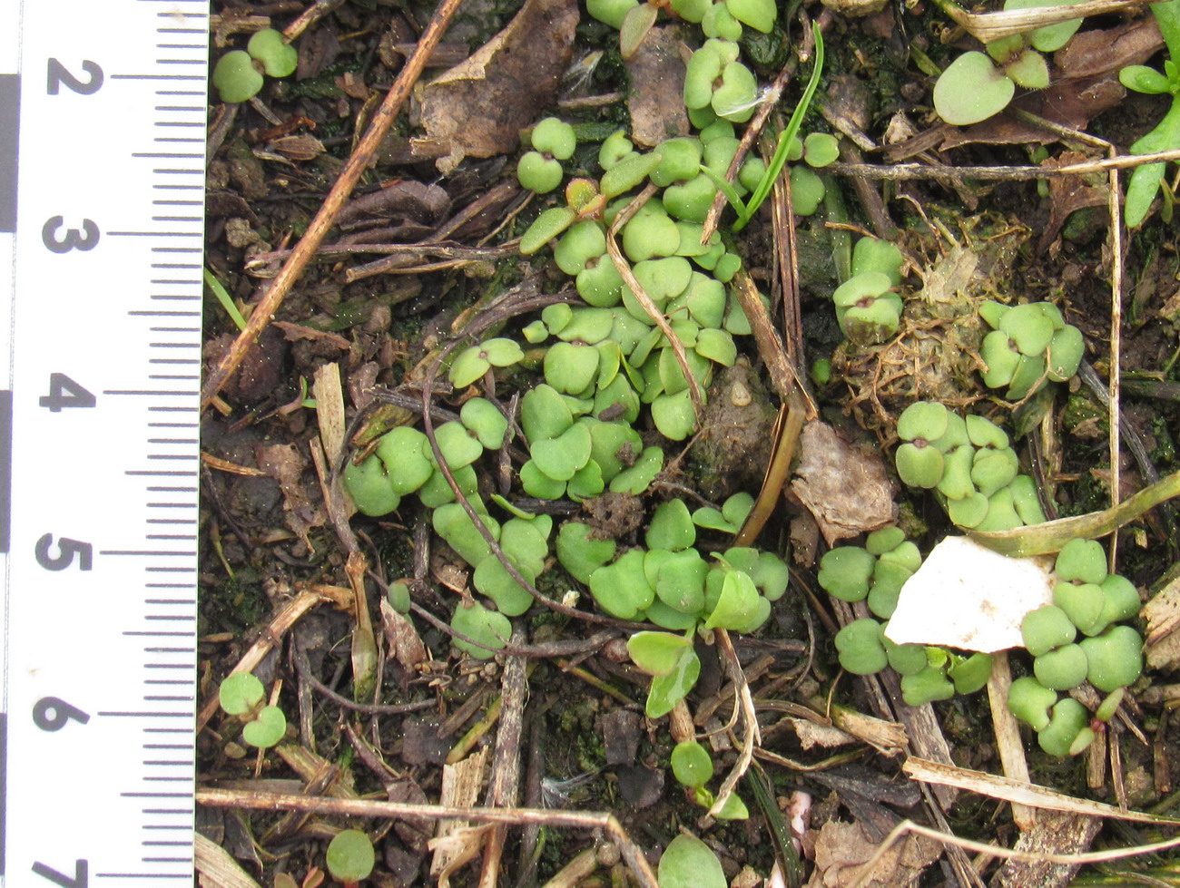 Image of Melissa officinalis specimen.