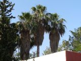 Washingtonia robusta