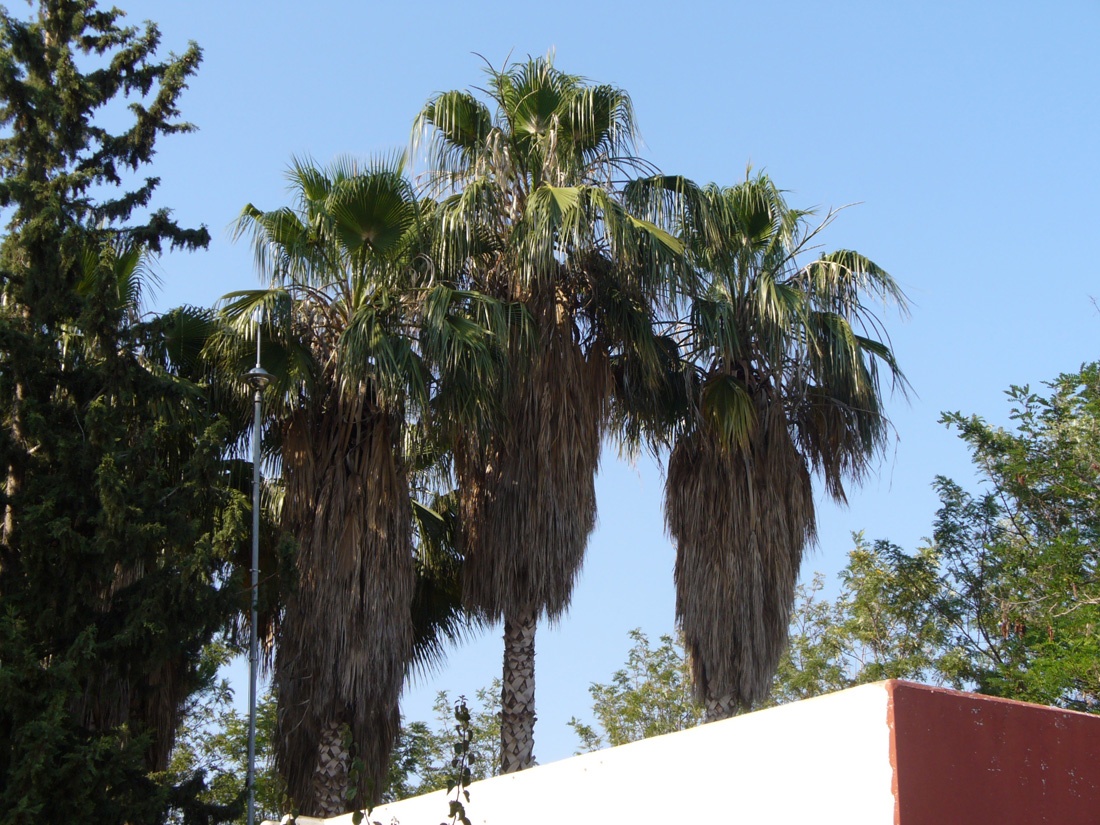 Image of Washingtonia filifera specimen.