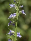 familia Plantaginaceae. Часть соцветия. Испания, Каталония, пров. Барселона, комарка Осона, муниципалитет Виланова-де-Сау, окр. н.п. Виланова-де-Сау, смешанный лес, обочина дороги. 31.05.2026.