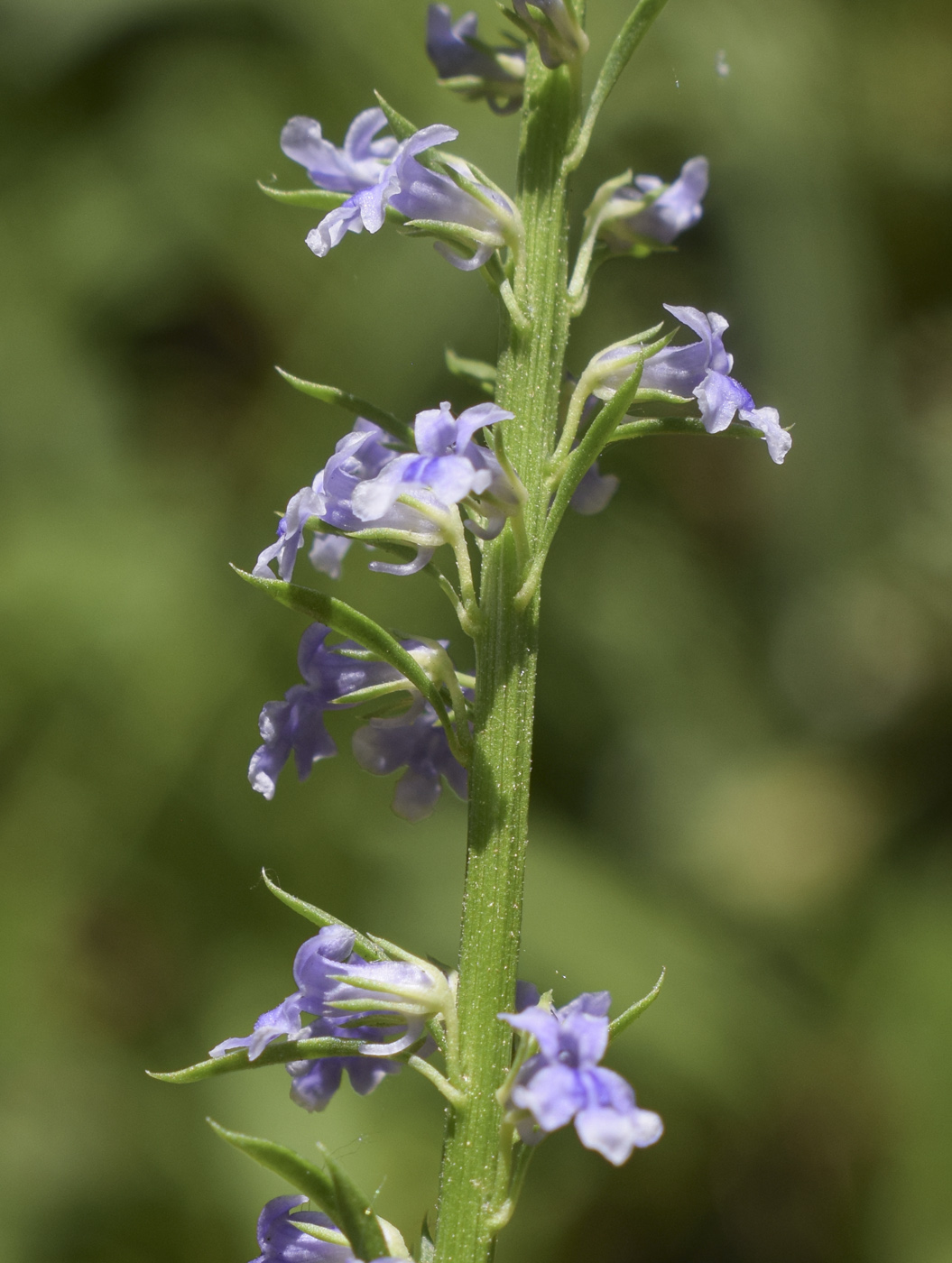 Image of Anarrhinum bellidifolium specimen.