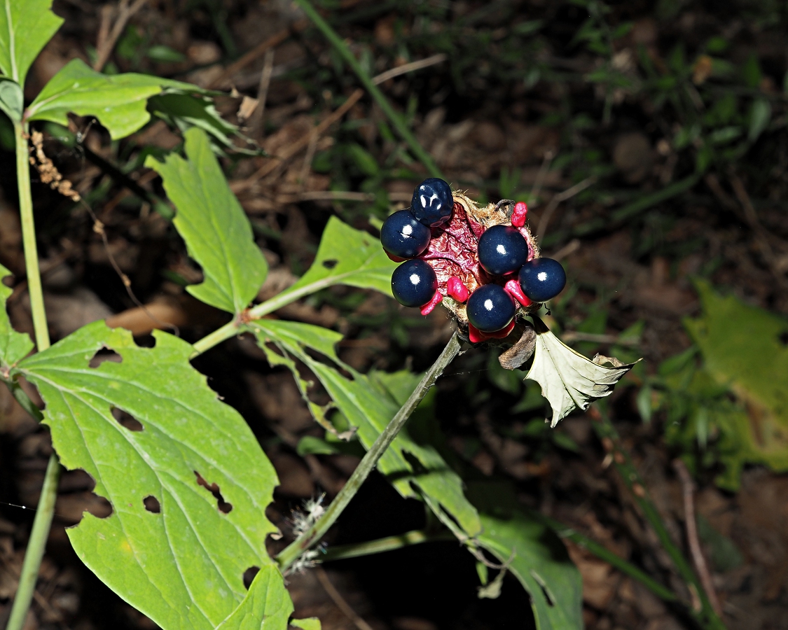 Изображение особи Paeonia caucasica.
