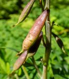 Corydalis macrantha