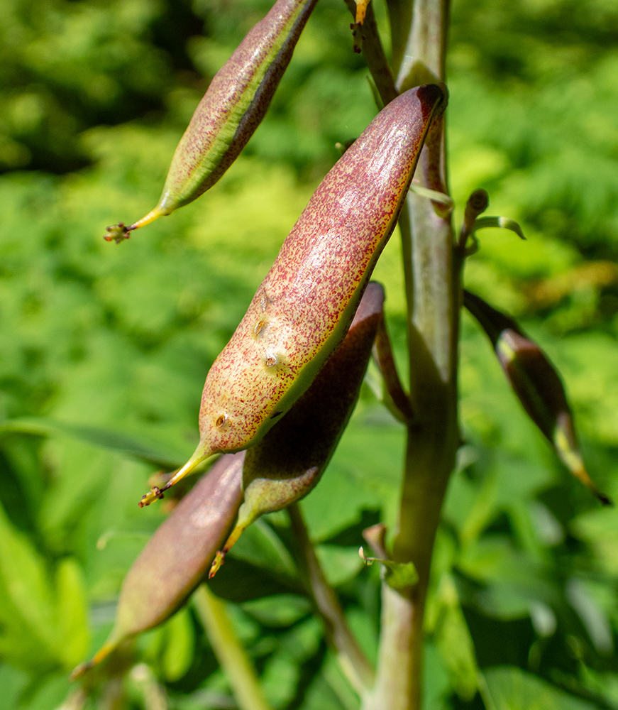 Изображение особи Corydalis macrantha.