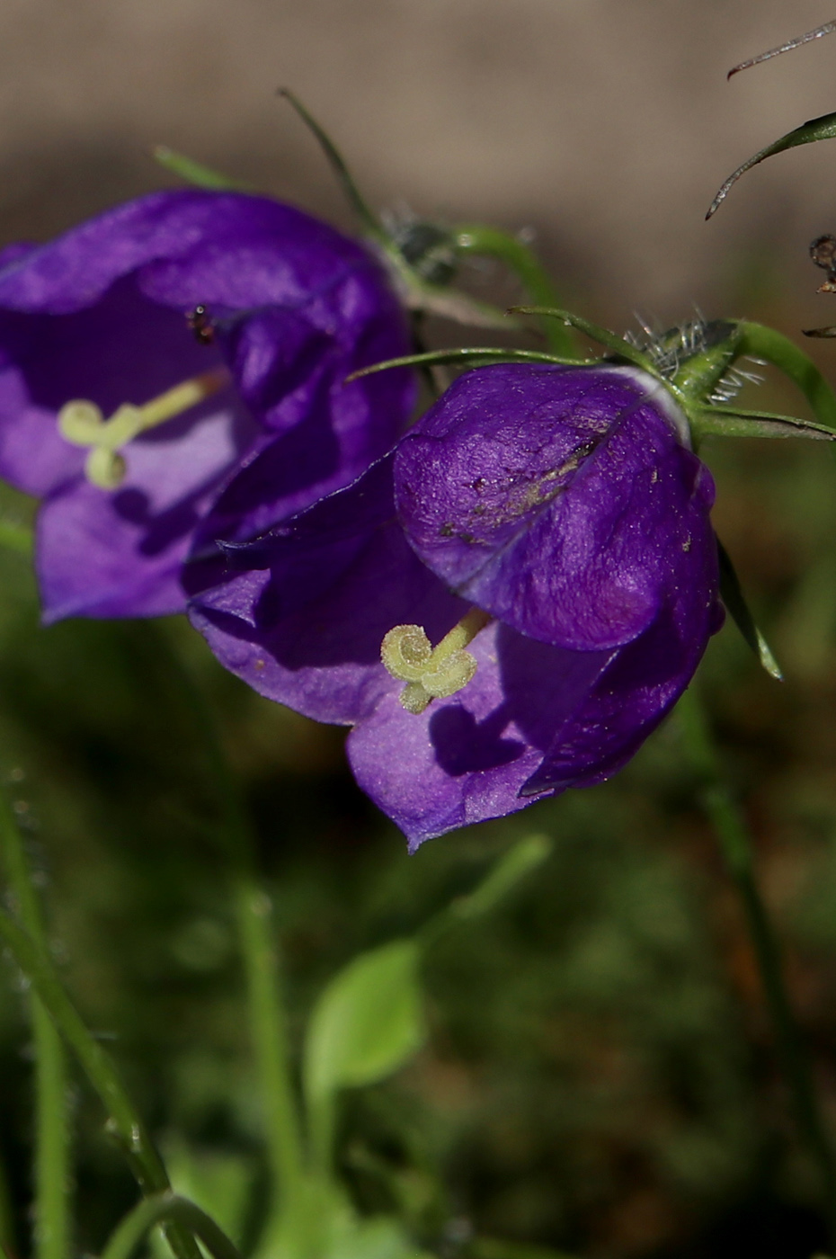 Image of Campanula pulla specimen.