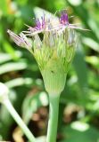 Allium cristophii. Раскрывающееся соцветие. Узбекистан, г. Ташкент, Ботанический сад им. Ф.Н. Русанова, в культуре. 05.04.2026.
