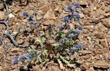 Eryngium dilatatum. Цветущее растение. Португалия, округ Бежа, окр. г. Карвальял, каменистый склон. 06.06.2026.