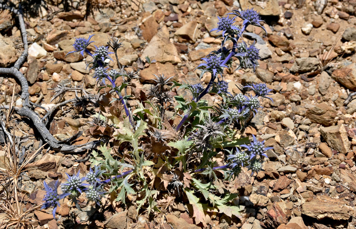 Изображение особи Eryngium dilatatum.