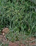 Bromus magnus