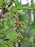 Acer negundo