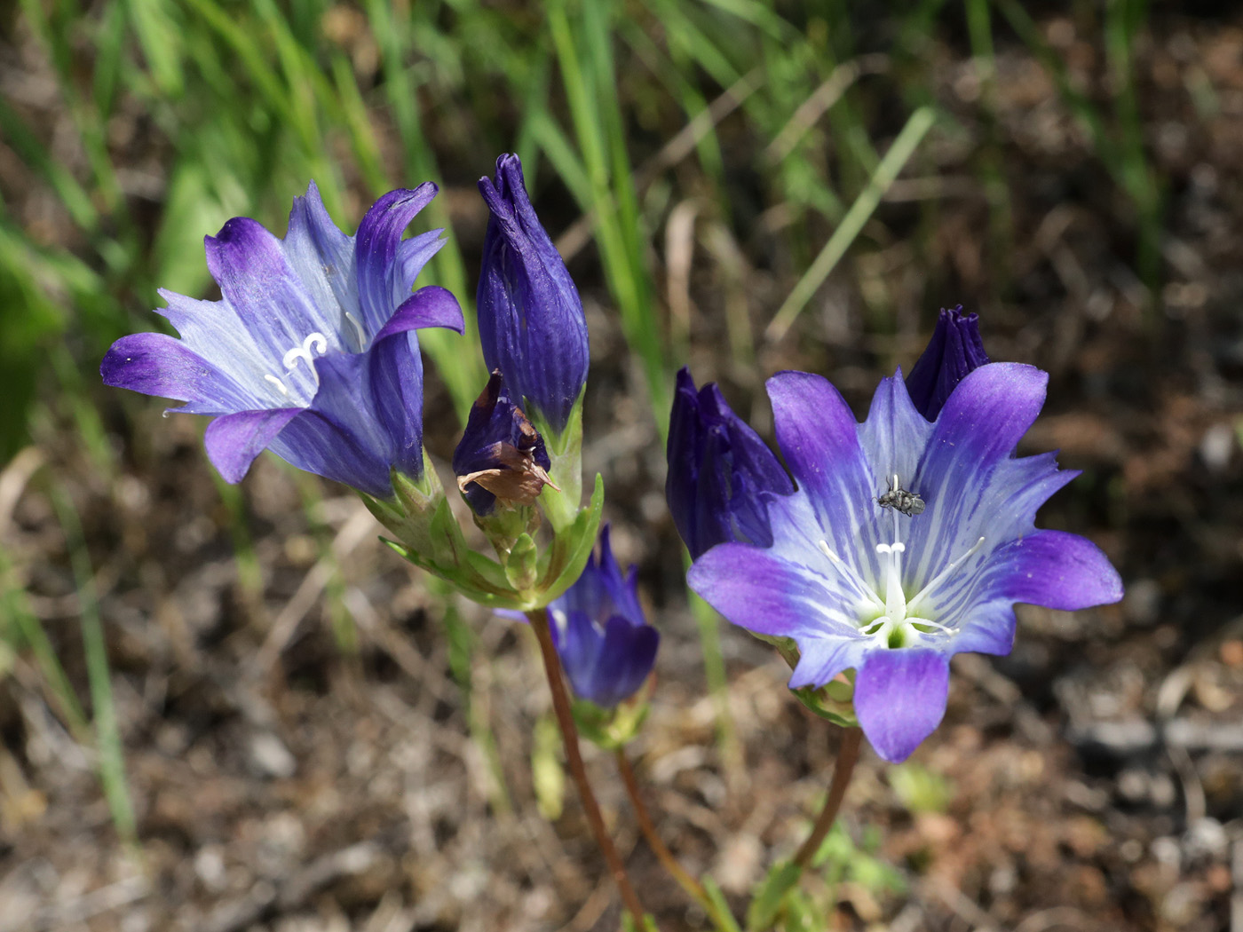 Изображение особи Gentiana olivieri.