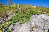 Juniperus davurica. Растение на камне. Приморский край, Спасский р-н, окр. с. Прохоры, остепнённое петрофитно-кустарниково-травяное сообщество на юго-западном склоне. 15.09.2026.