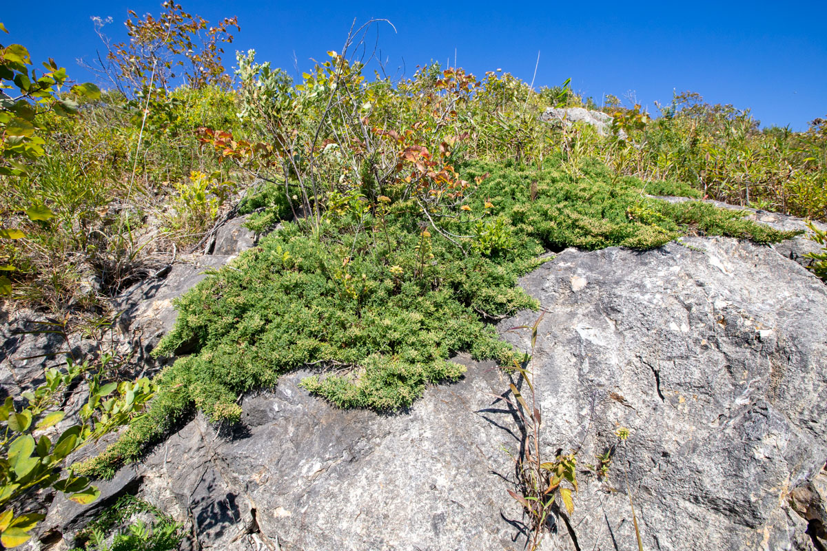 Image of Juniperus davurica specimen.